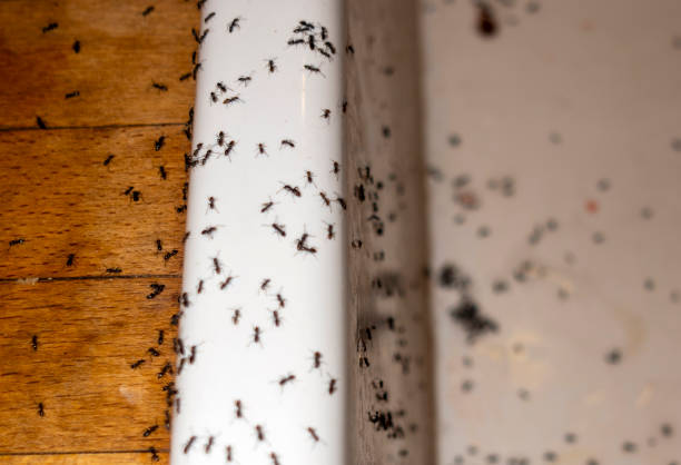 Best Exterminator Services  in Lake Belvedere Estates, FL