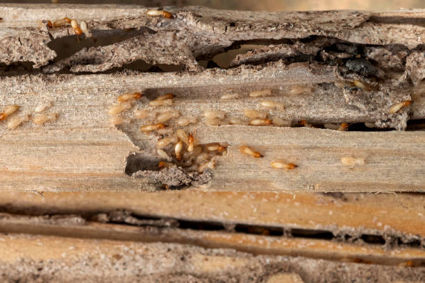 Flea Control Services in Lake Belvedere Estates, FL
