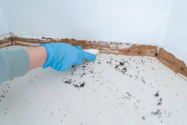 Professional Pest Control in Lake Belvedere Estates, FL